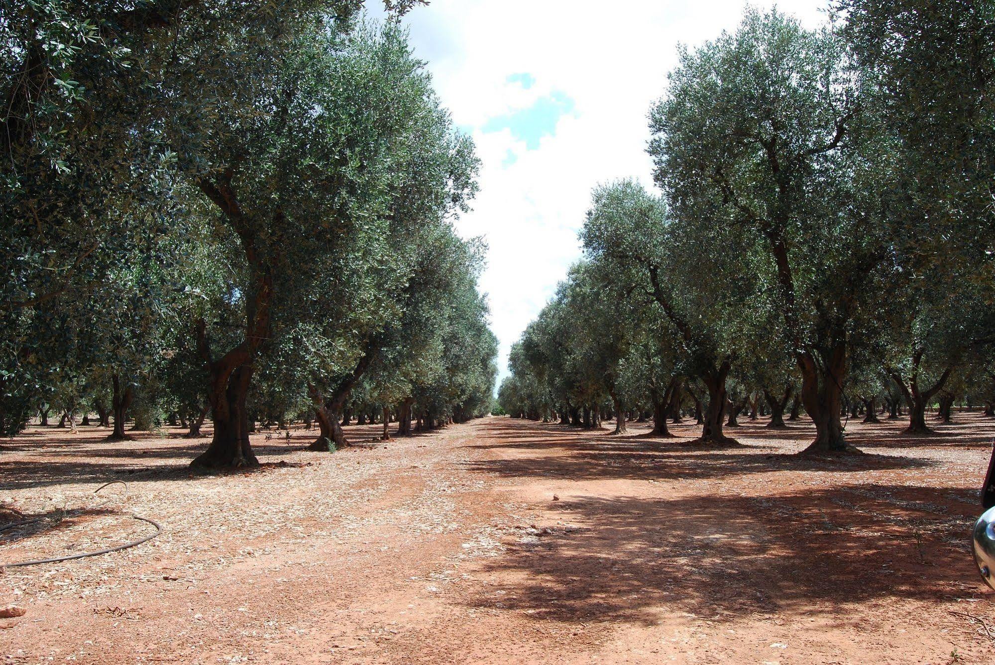 הוילה סאלבה Terra Di Leuca מראה חיצוני תמונה